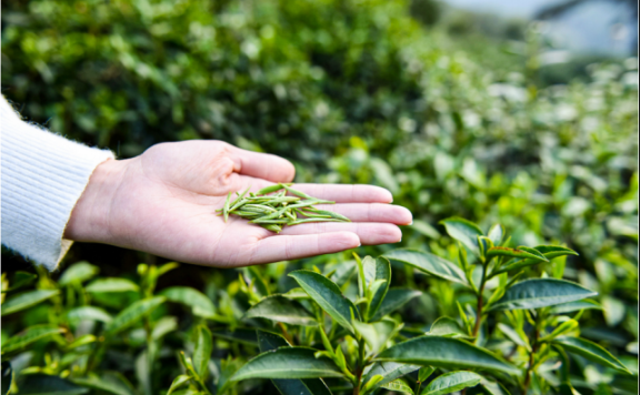 Anhui Academy of Agricultural Sciences Tea Research Institute: Spring Tea Garden Management Techniques