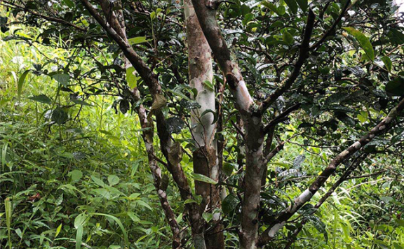 Characteristics of the Ancient Tea Trees in Baihua Tan