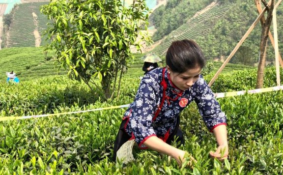 Cold Winter Approaches! Follow These Four Steps to Ensure a Comfortable “Winter Survival” for Guizhou’s Tea Trees