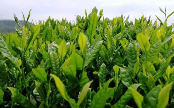 What is Xiuning Songluo Tea?