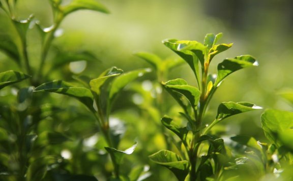 Mengding Ganlu: The Premier of Green Teas—Pan-Fired or Oven-Dried?