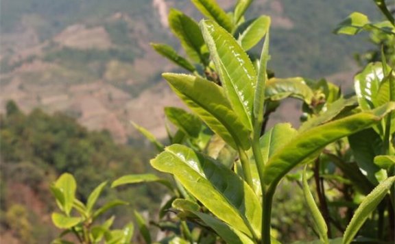 Bangdong Ancient Tree Tea: Which Production Area Does It Belong To?