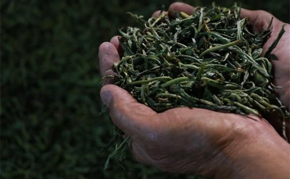 Is the Kneading Process of Pu’er Tea Really Crucial?