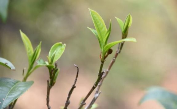 The Yibang Tea Mountain of the Ancient Six Great Tea Mountains